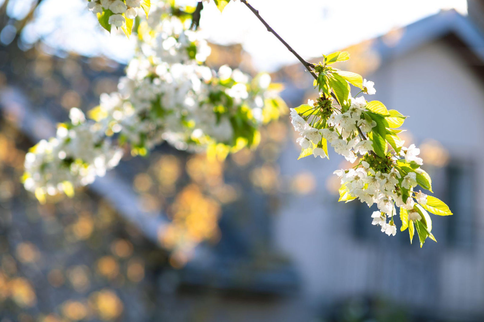 Blooming spring white flowers on a tree branch, representing the ideal spring season to schedule air conditioning maintenance.